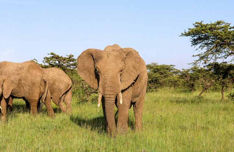 12 Days Budget Kenya Safari & Diani Beach