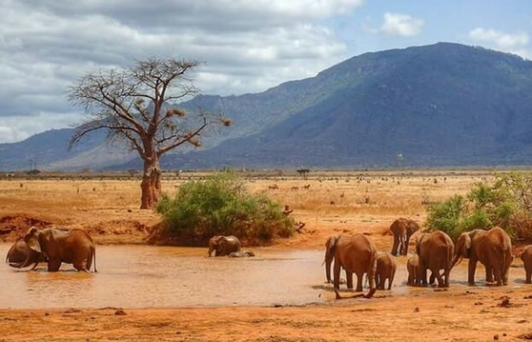 3 Day Tsavo East & Taita Hills Salt Lick Safari