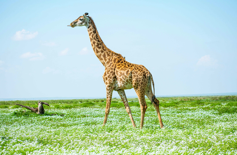 4 Days Amboseli & Tsavo Private Safari