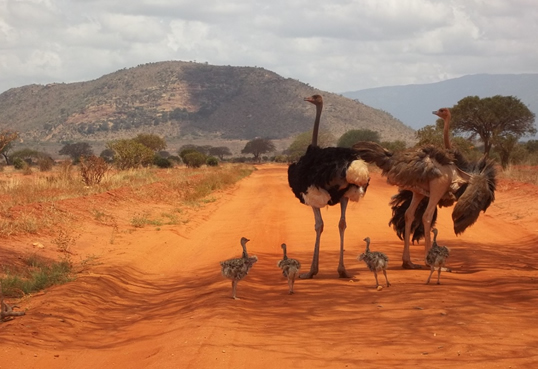 4 Days Amboseli Tsavo West and Tsavo East Safari