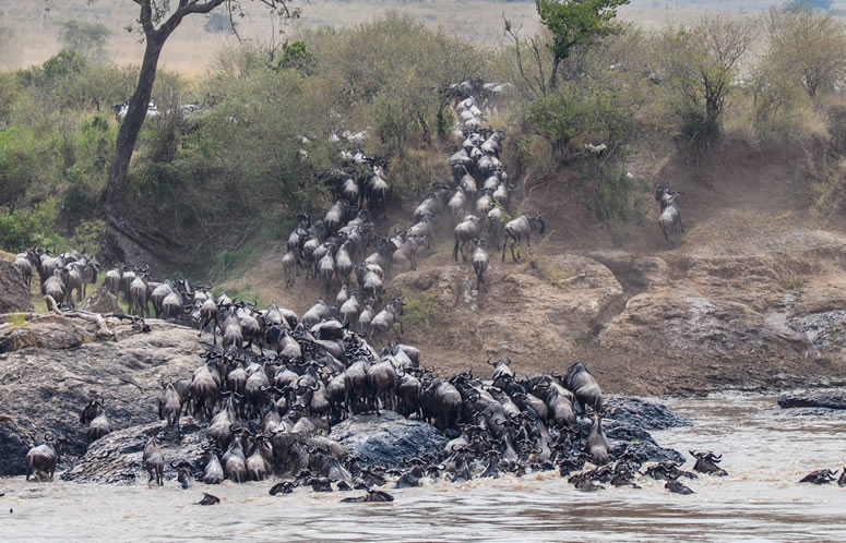 4 Days Masai Mara and Lake Nakuru Safari
