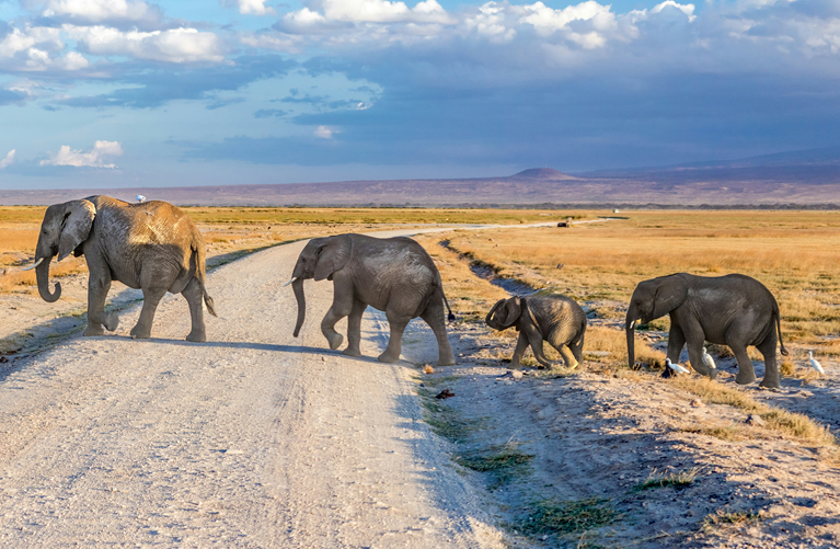 5 Days Family Amboseli and Masai Mara Safari