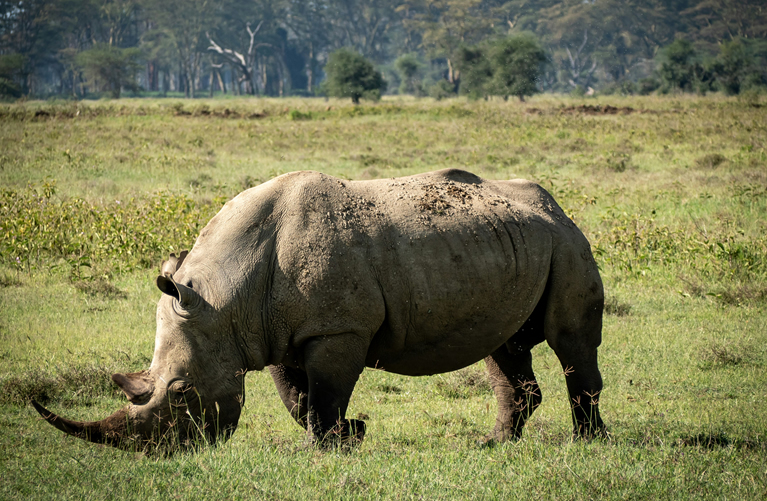 7 Days Amboseli, Lake Nakuru & Masai Mara Budget Safari