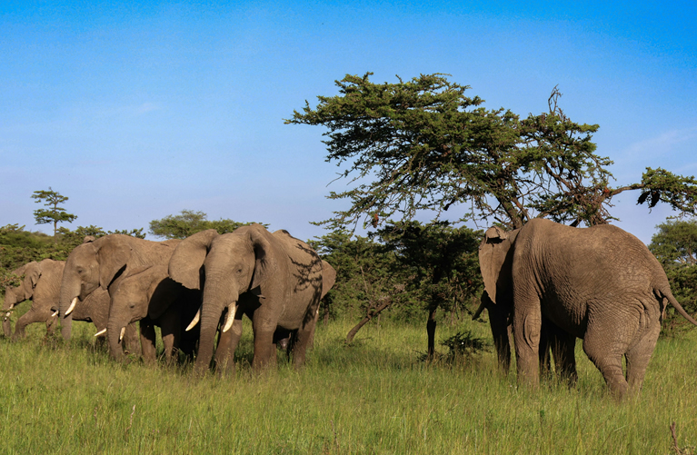 7 Days Luxury Kenya Honeymoon Safari