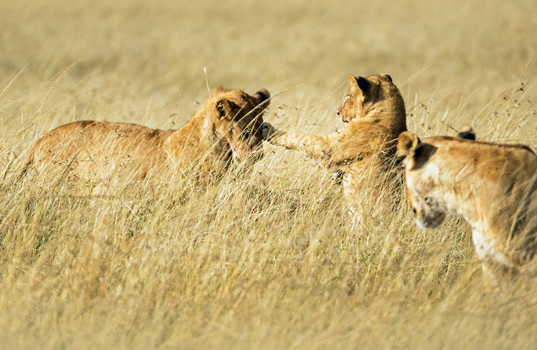 8 Days Luxury Kenya Safari