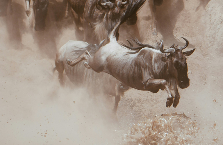 9 Days Amboseli, Lake Nakuru & Masai Mara Honeymoon