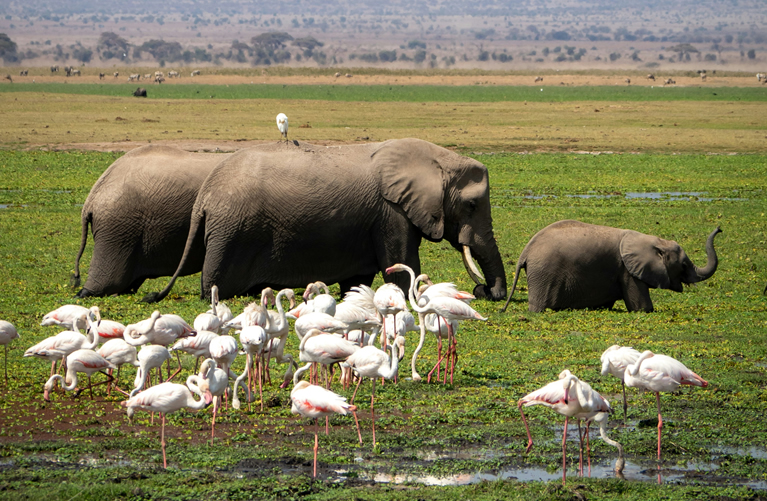 Wetlands and wildlife in Amboseli National Park