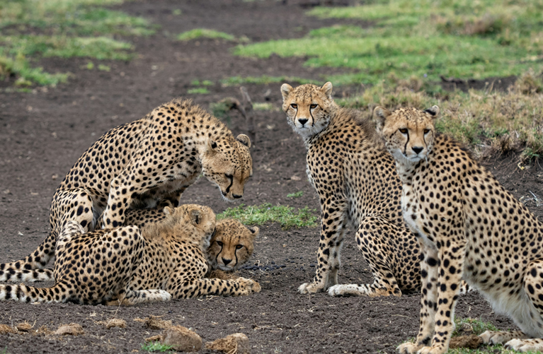 Nairobi to Masai Mara by Scenic Flight