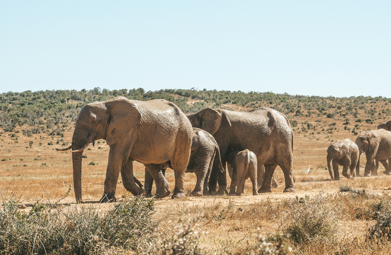 Full Day Family Safari in Amboseli