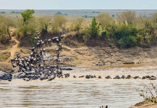 Full Day Masai Mara Safari