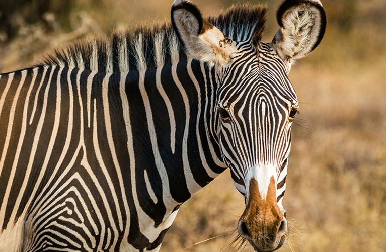 Full Day Samburu National Reserve