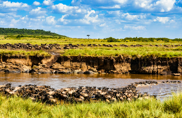 Private Masai Mara Wildlife Experience