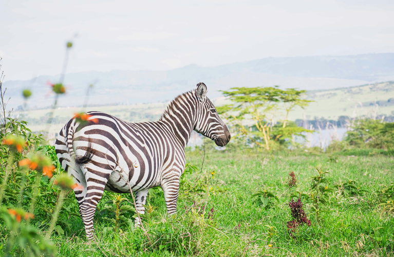 Samburu to Lake Nakuru National Park