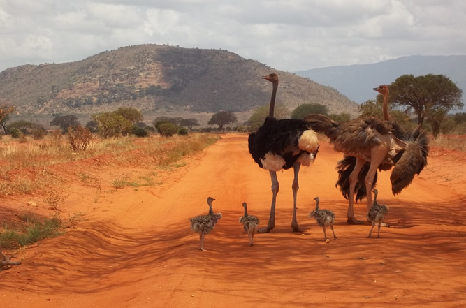 Tsavo West to Tsavo East National Park
