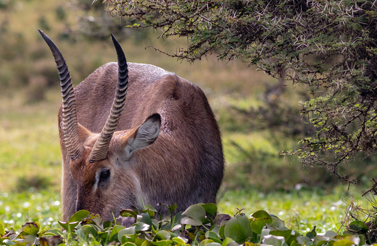 Lake Naivasha to Amboseli National Park