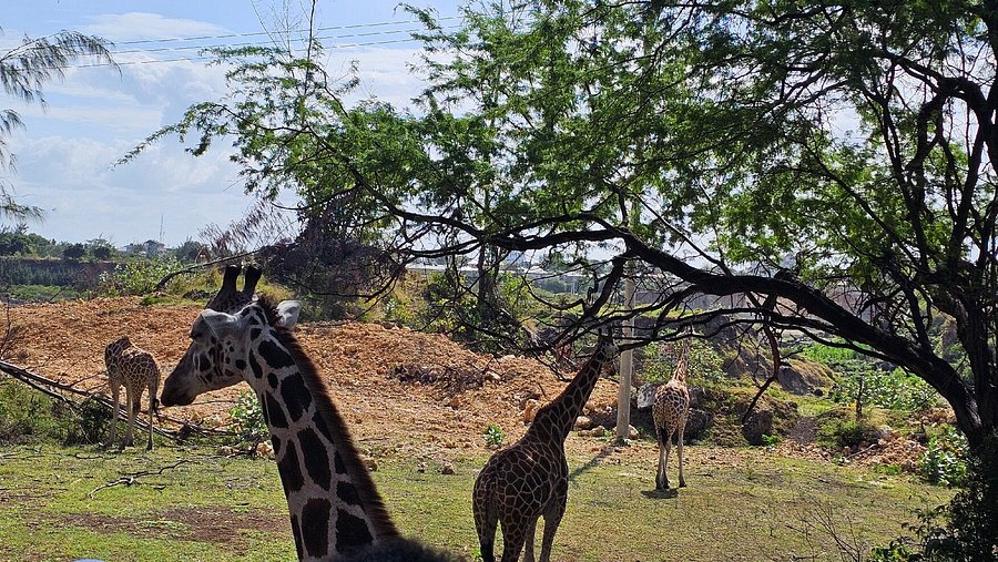 Haller Park Wildlife