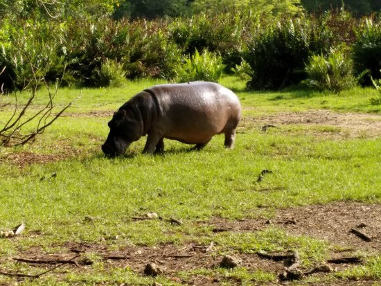 Hippos at Haller Park