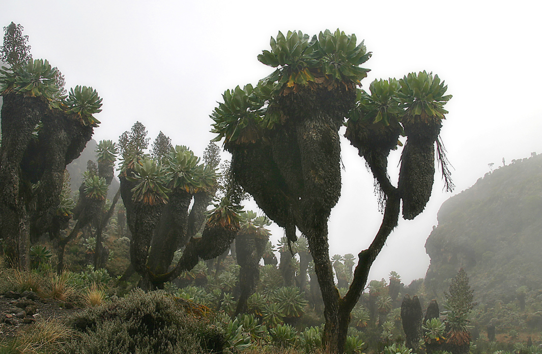 Barranco Wall on Kilimanjaro