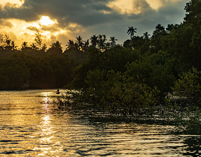 Mangrove Scenery