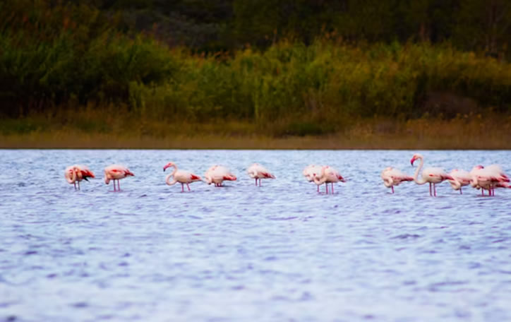 About Lake Nakuru National Park