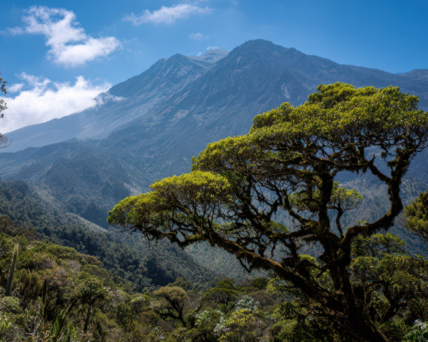 Machame Gate → Machame Camp
