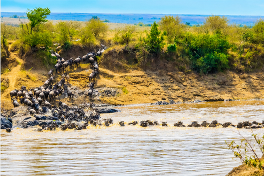 Maasai Mara