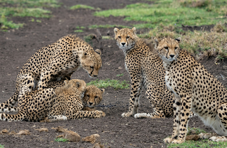 Big Cats and the Big Five