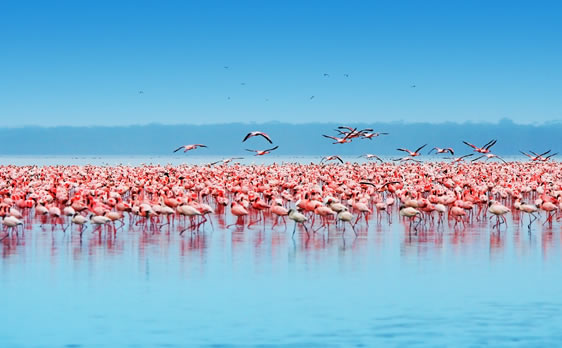 Lake Nakuru Wildlife Safari