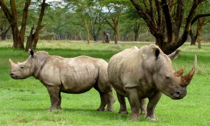 Ngulia Rhino Sanctuary