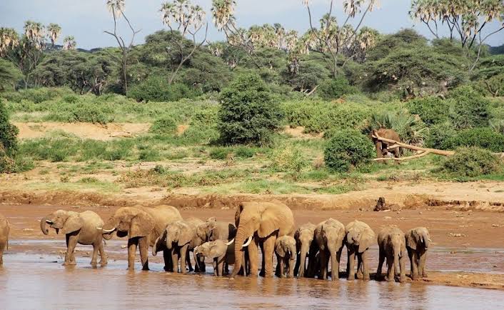 Elephants and Big Cats