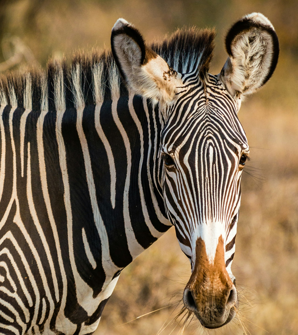 Grevy zebra in Samburu National Reserve