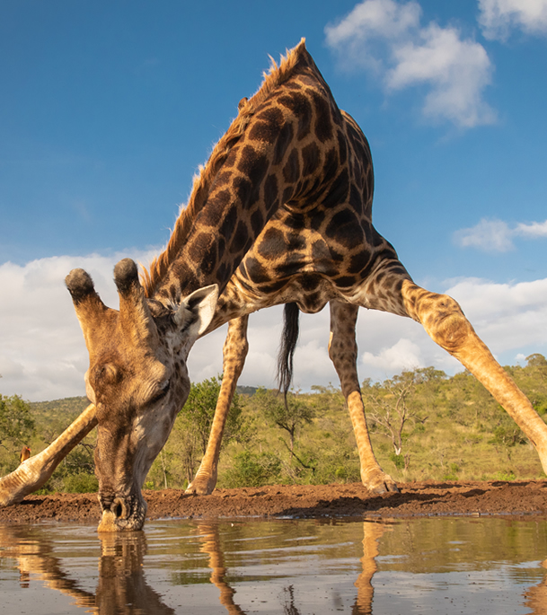 Reticulated giraffe in Samburu
