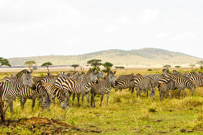 The Great Migration