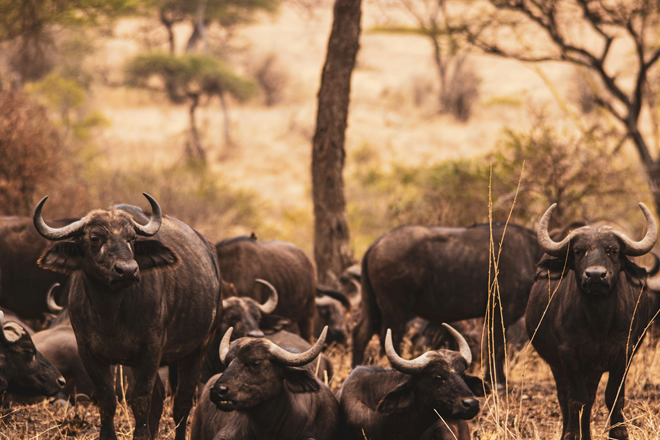 Big Cats and Classic Wildlife