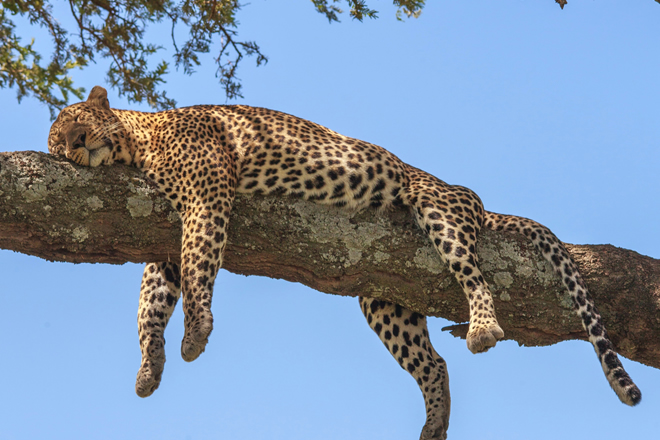 About Serengeti National Park