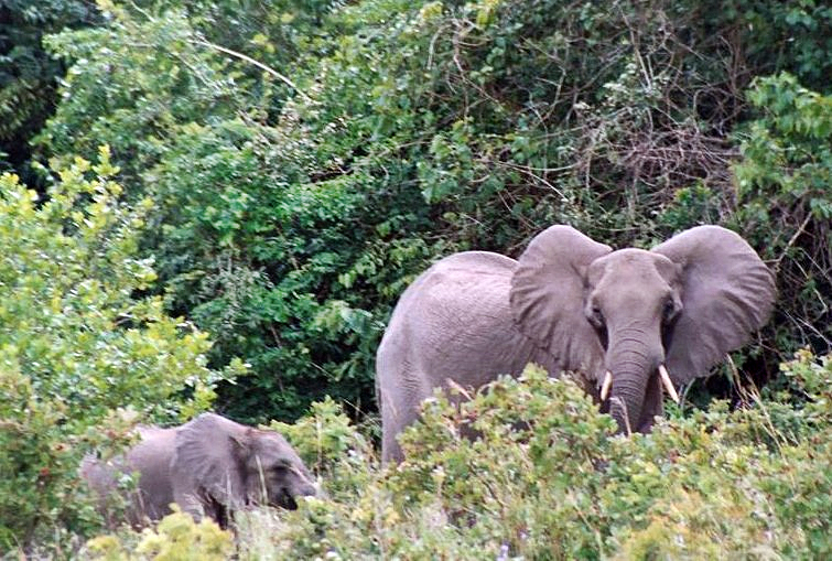 Wildlife Safari