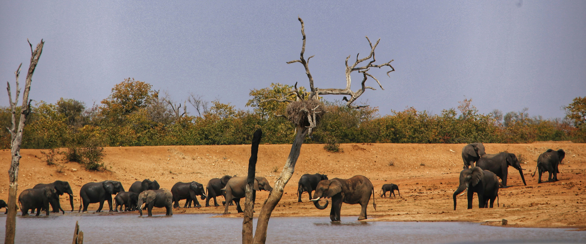 Wildlife at Aruba Dam in Tsavo East