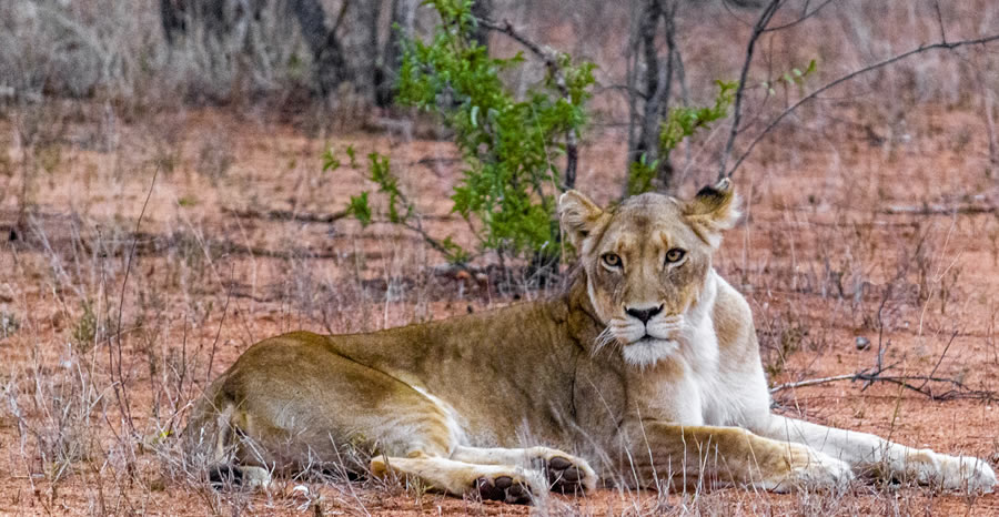 Lions in Tsavo West National Park