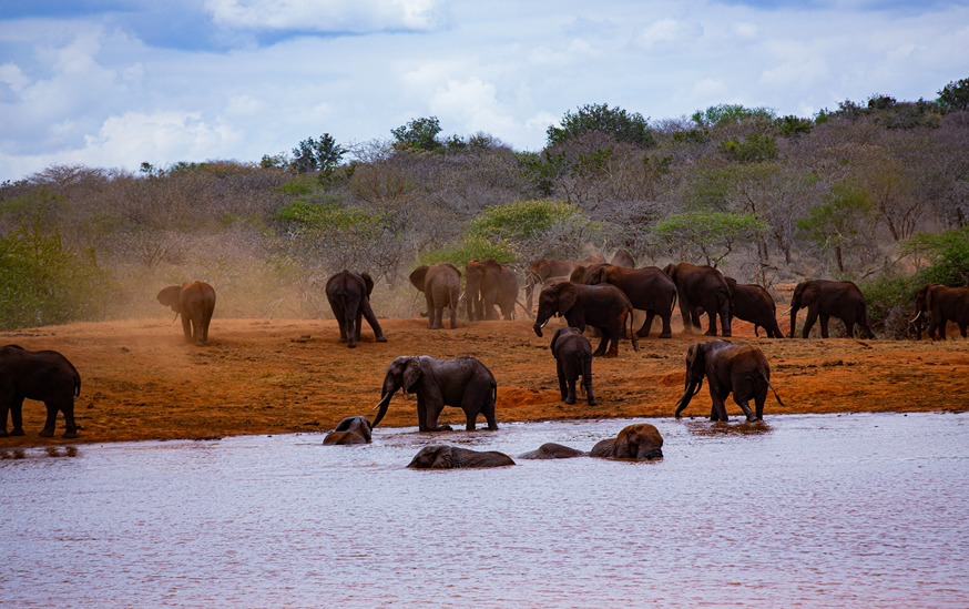Tsavo East & West Safari