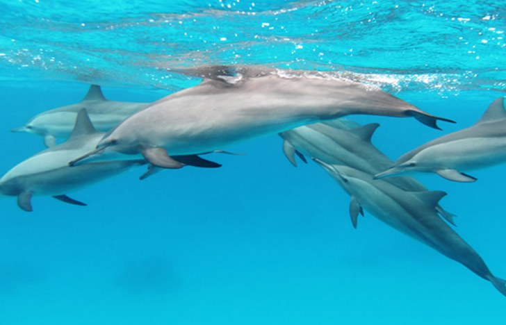 Dolphins near Wasini Island